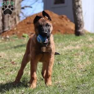 Easton, Belgian Malinois Puppy